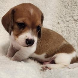 SilkywireRocky AKC - Piebald male Dachshund puppy in Torrance, California from Lucky Dachshunds