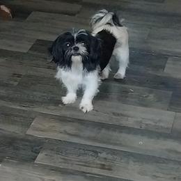 Ming - Shih Tzu