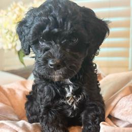 Dune - Black and white male Cockapoo puppy in Saint Louis, Missouri from Jax Doodles