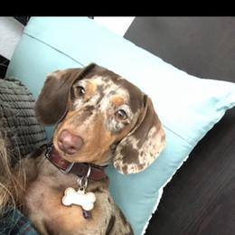Sedona - Dachshund