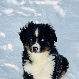 Miniature Australian Shepherd Puppies from Broken T Australian Shepherds