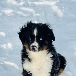 Miniature Australian Shepherd Puppies from Broken T Australian Shepherds