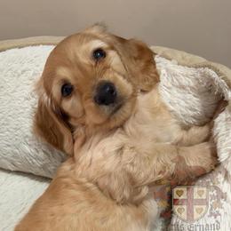 Ron- ee Red Longhair, Half Russian - Red male Dachshund puppy in Miami, Florida from Haus Ernand Dachshunds