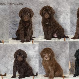 Australian Labradoodle Puppies from Colorado Mountain Labradoodles