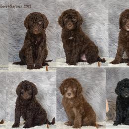 Australian Labradoodle Puppies from Colorado Mountain Labradoodles