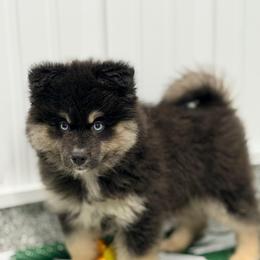 Baguette - Wolf sable male Pomsky puppy in Centerville, Iowa from LJ Kennels Pomskies, LLC