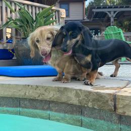 Dachshund All Grown Up from Good Neighbor Ranch Dachshunds