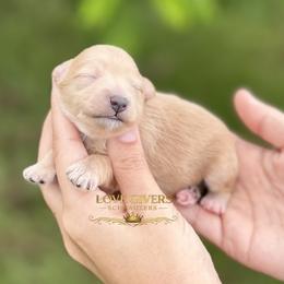 AKC Wheaten Boy 1 - Wheaten male Miniature Schnauzer puppy in Lake Placid, Florida from Love Giver Schnauzers