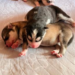 Koopa Troopa - Black and white male Siberian Husky puppy in Mc Cleary, Washington from Chelsea's Huskies