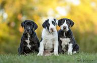 Three Great Dane Pups look at the camera 