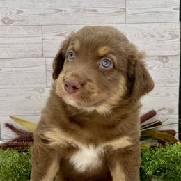 Rusty - Red tri-color male Australian Shepherd puppy in Thornton, Colorado from 303 Aussies