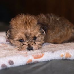 Biewer Terrier, Yorkipoo, and Yorkshire Terrier Puppies from Tiny Paws Luxury Pets
