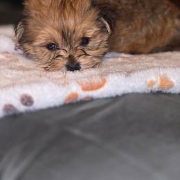 Biewer Terrier, Yorkipoo, and Yorkshire Terrier Puppies from Tiny Paws Luxury Pets