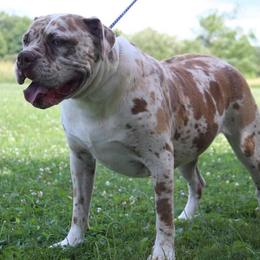 Alapaha Blue Blood Bulldog puppies from Eclipse Alapaha Kennels