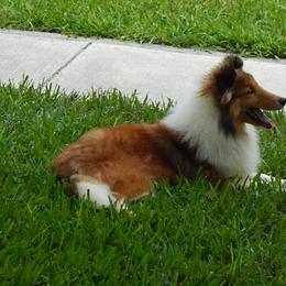 Shetland Sheepdog All Grown Up from mvshelties