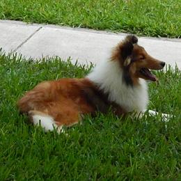 Shetland Sheepdog All Grown Up from mvshelties