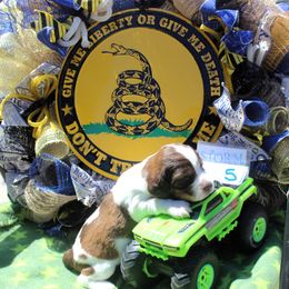 Boy 5 - Red and white male English Springer Spaniel puppy in Bremerton, Washington from Huntin' Buddies