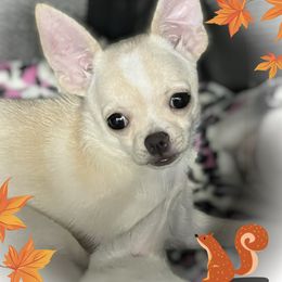 Maple Cream - Cream female Chihuahua puppy in Bucks County, Pennsylvania from Sweet Bean Chihuahuas