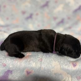 Purple Collar R - Black male Cane Corso puppy in Paris, Texas from Knucklehead Cane Corso