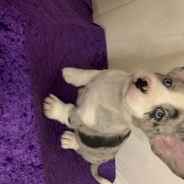 Cardigan Welsh Corgi Puppies from Luxe Cardigan Welsh Corgis