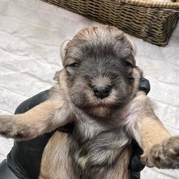Encore - Salt and pepper male Miniature Schnauzer puppy in Menifee, California from Moonshine’s Minis