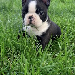 Boston Terrier Puppies from Beaux Bostons
