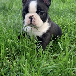 Boston Terrier Puppies from Beaux Bostons