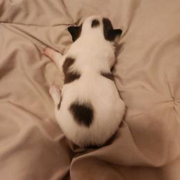 Athos  Boy 1 - Fawn and white male Papillon puppy in Bon Aqua, Tennessee from Rene's Papillon