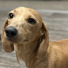 Bailey - Dachshund