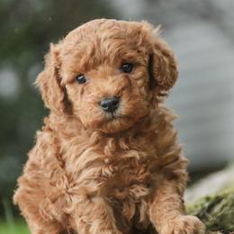 Oz - Red  male Poodle puppy in Nappanee, Indiana from Perfect Match Poodles