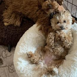 Havapoo, Maltipoo, Poodle, and Shihpoo All Grown Up from Riyem Wildflower Farms