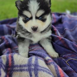 Dayton - Black and white male Pomsky puppy in Mc Callsburg, Iowa from SZ Rolling Acres LLC