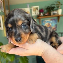 Loki - Dapple male Dachshund puppy in Jacksonville, North Carolina from Lizzie’s Doxies
