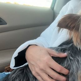 Pugs and Yorkshire Terriers from Pinky's Puppies