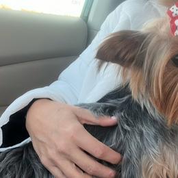 Pugs and Yorkshire Terriers from Pinky's Puppies