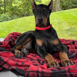 Doberman Pinscher Puppies from Gold Star Canines