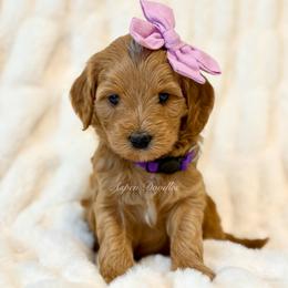 Purple Collar BELL - Apricot female Goldendoodle puppy in Salem, Utah from Aspen Doodles Utah