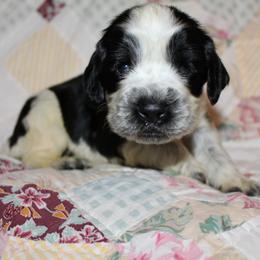 Hickory - Black and white male English Springer Spaniel puppy in Lexington, South Carolina from House Tiner Springers