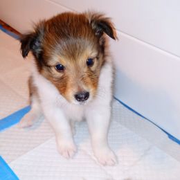 Cyrano - Sable and white male Shetland Sheepdog puppy in Aliquippa, Pennsylvania from Fancypants Shetland Sheepdogs