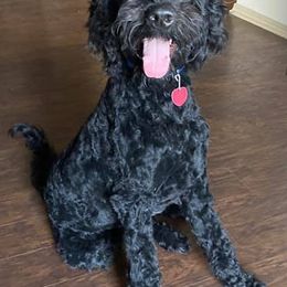 Goldendoodles from Courtney Wall
