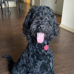 Goldendoodles from Courtney Wall