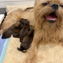 Lucy - Belge female Brussels Griffon puppy in Hilton Head Island, South Carolina from Andria Satero