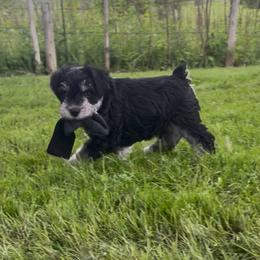 Miniature Schnauzer Puppies from Chantel's Miniature Schnauzers