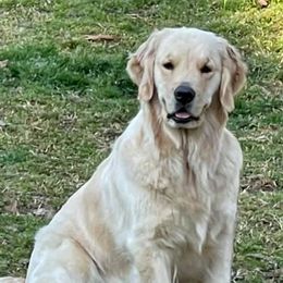 Golden Retrievers from Lake Gaston Goldens