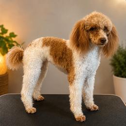 Poodle Puppies from Top Shelf Toy Dogs