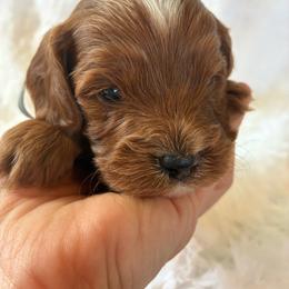 Storm - Apricot male Cavapoo puppy in Adrian, Oregon from ApplebyFarm