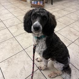 Poodle puppies from Flint River Poodles