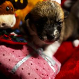 Charlie - Sable male Pembroke Welsh Corgi puppy in Nortonville, Kansas from Low Riders Corgis & Mini Aussies