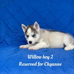 Willow boy 2 - Gray and white male Siberian Husky puppy in Ocala, Florida from Florida Husky Puppies