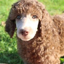 Poodle Puppies from RK'S Pets